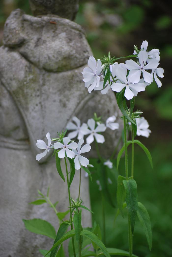 Phlox divaricata 'May Breeze' (Woodland Phlox)