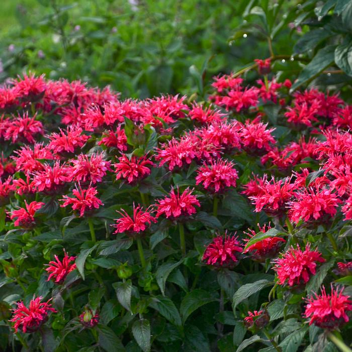 Monarda x 'Cherry Pops' (Sugar Buzz®  Bee Balm)