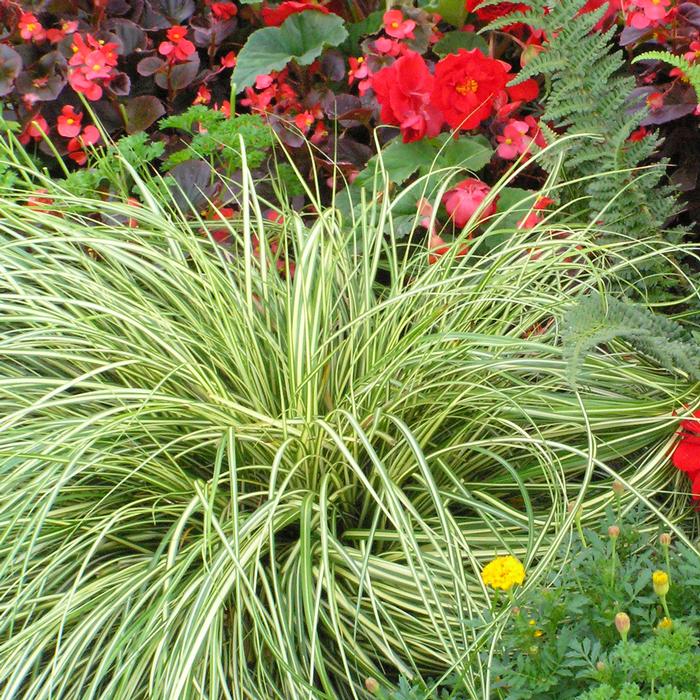 Variegated Japanese Sedge (Carex oshimensis 'Evergold')