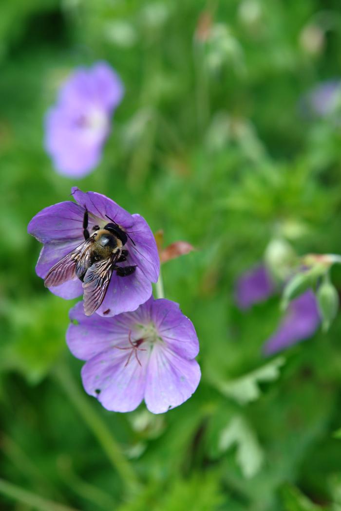 Geranium x 'Rozanne' (Cranesbill)