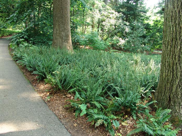 Christmas Fern (Polystichum acrostichoides)