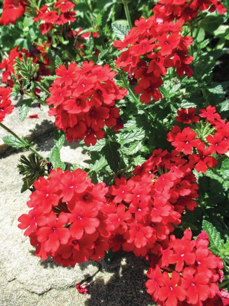 Verbena EnduraScape™ Red (Vervain)