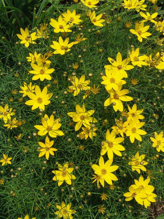 Coreopsis verticillata 'Zagreb' (Tickseed), yellow flowers