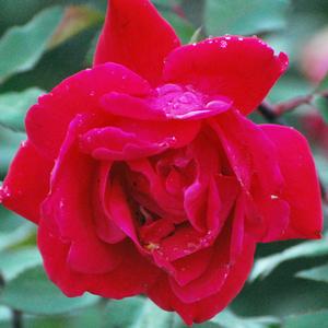 Red Double Knock Out®Rose