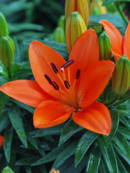 Lilium Lily Looks™ 'Tiny Heroes' (Dwarf Asiatic Hardy Lily)