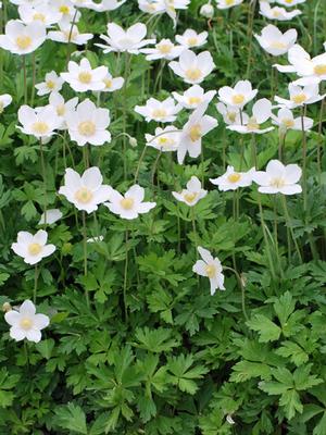 Snowdrop Anemone (Anemone sylvestris)