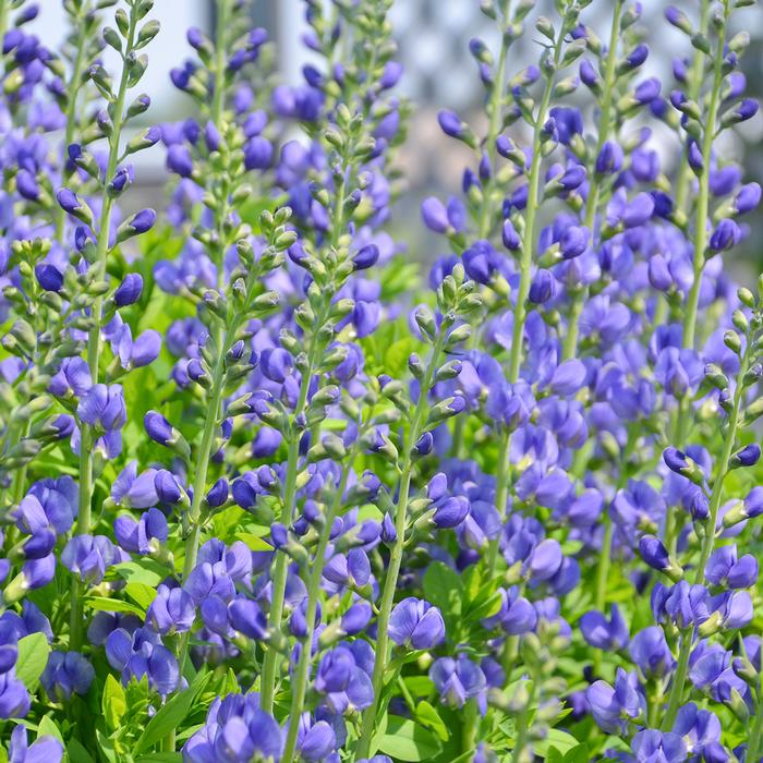 Baptisia australis (False Indigo), blue flowers