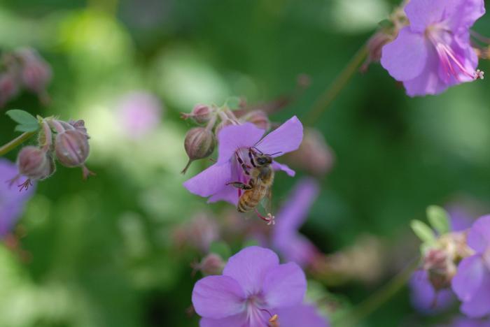 Geranium cantabrigiense 'Karmina' (Cranesbill)