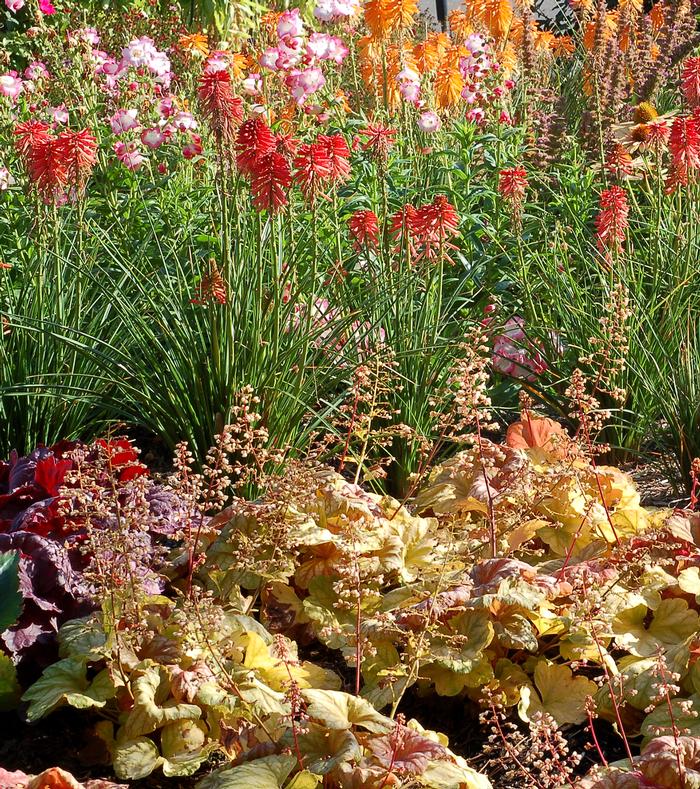 Heuchera x 'Champagne' (Coral Bells)