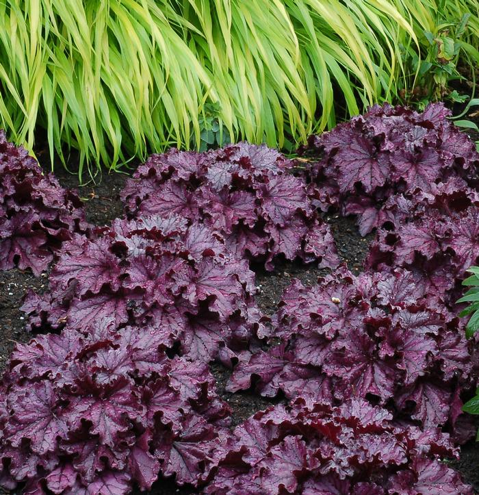 Heuchera x Forever® Purple (Coral Bells)