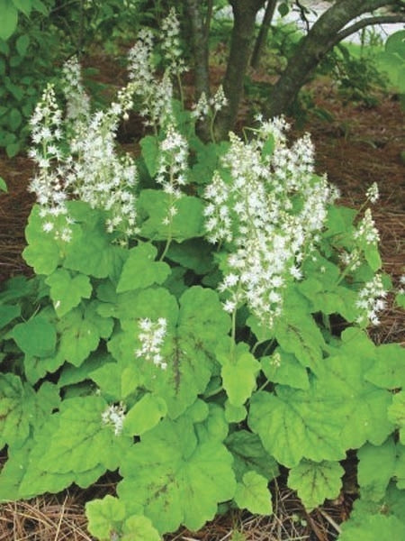 Tiarella cordifolia 'Brandywine' (Foam Flower)