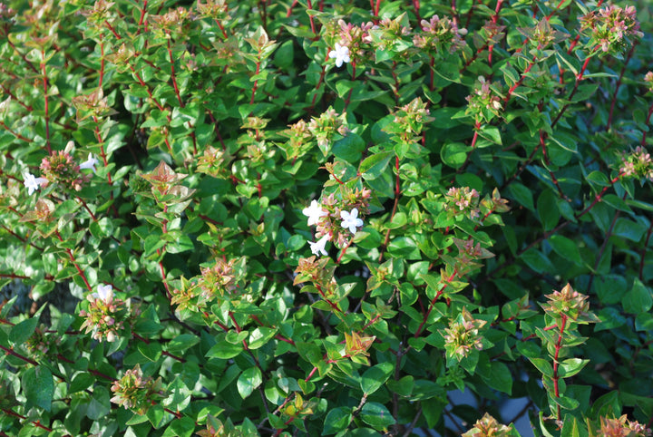 Abelia red Rose Creek perennial