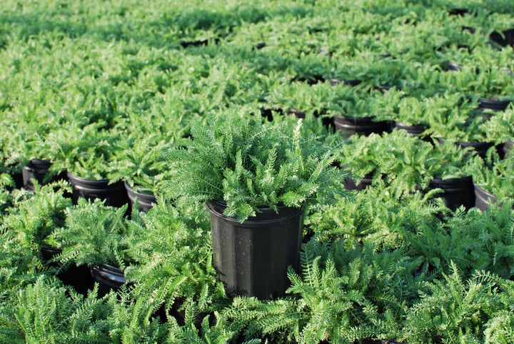 Achillea x 'Moonshine' (Yarrow) perennial