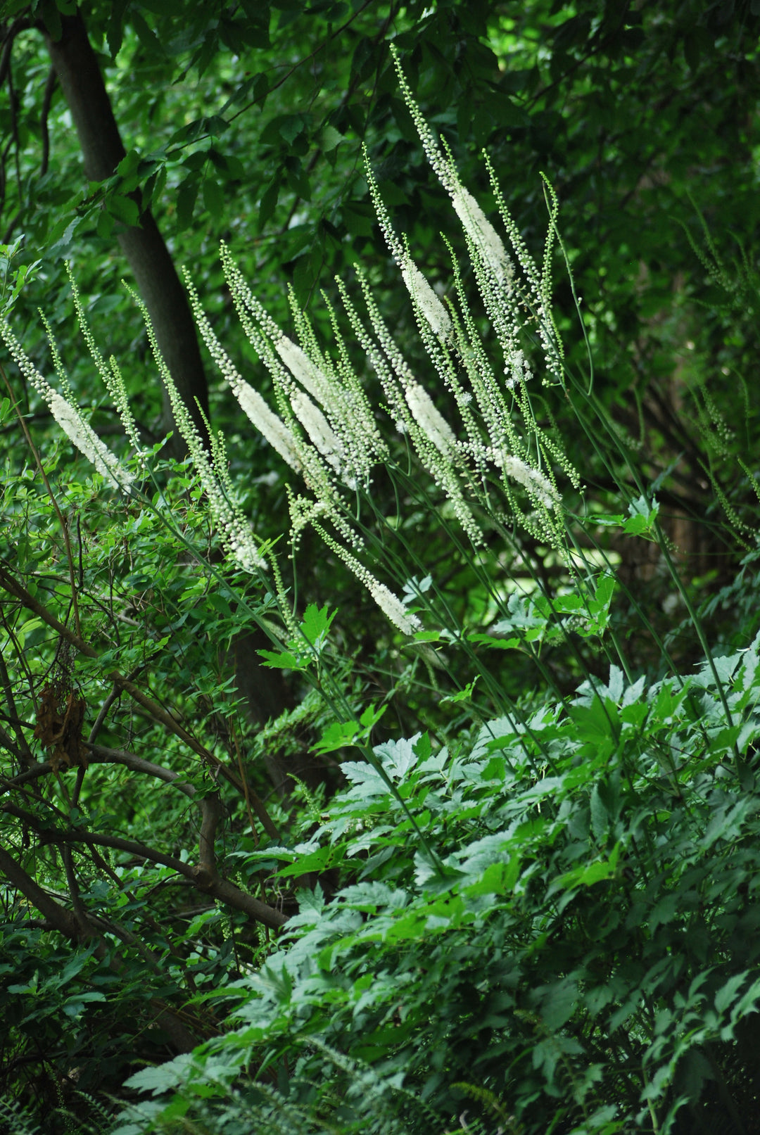 Snakeroot (Actaea racemosa)