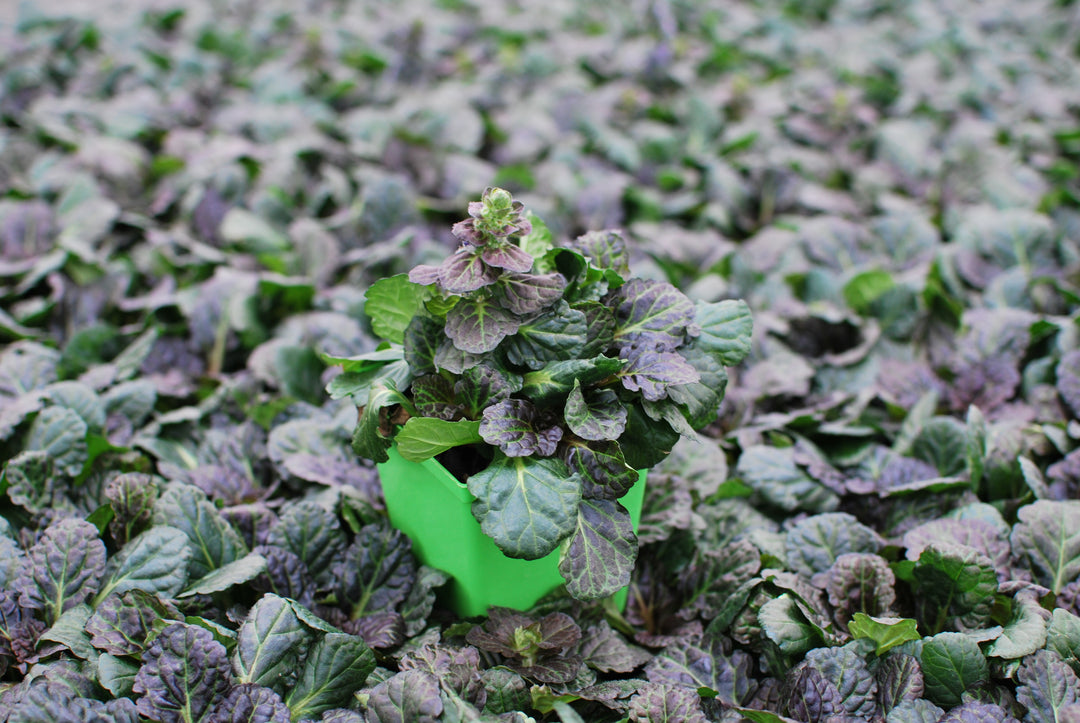 Ajuga reptans 'Black Scallop' (Bugle Weed) perennial