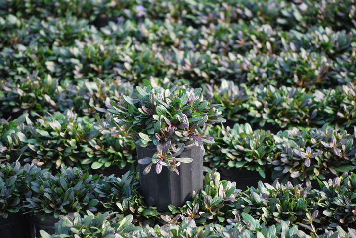 Ajuga x 'Chocolate Chip' (Bugle Weed) perennial