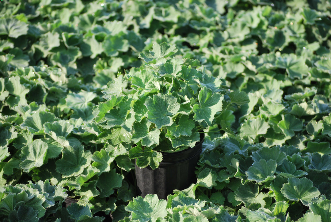 Lady's Mantle (Alchemilla mollis)