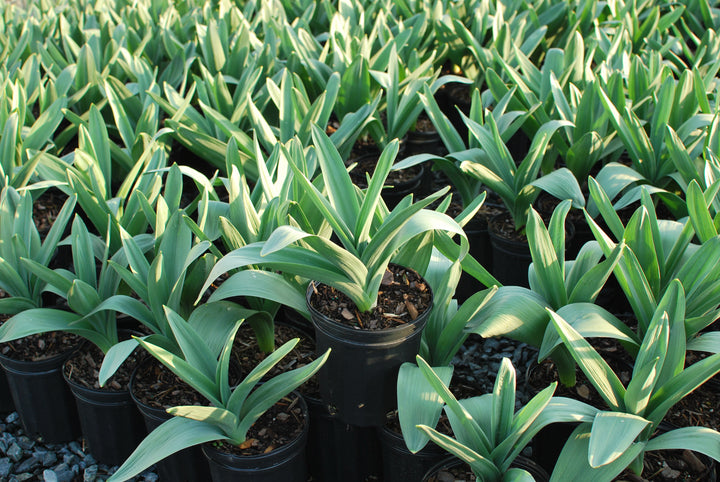 Allium 'Mt. Everest' (Ornamental Onion) perennial