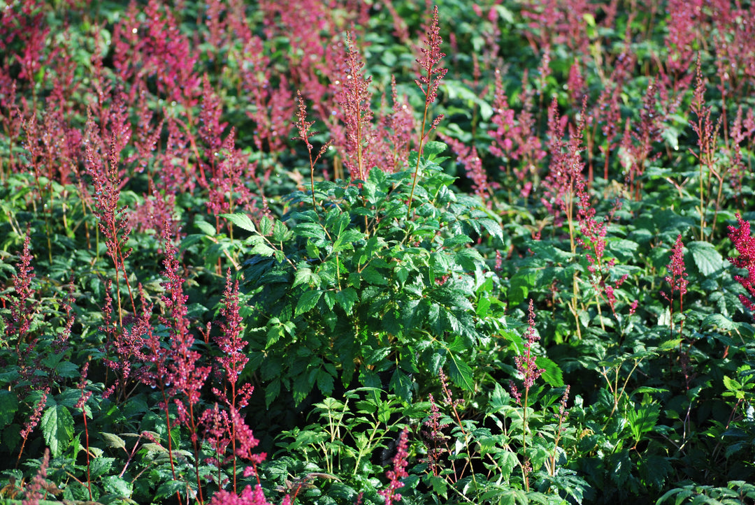 Astilbe arendsii 'Fanal' (False Spirea) perennial, red flowers