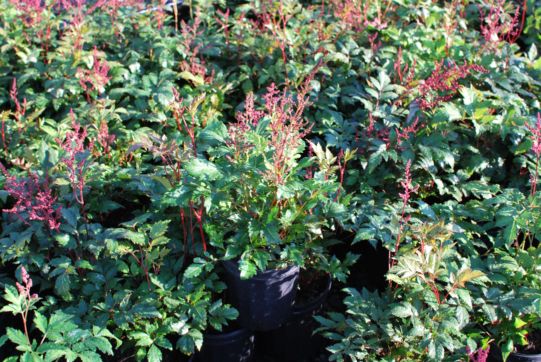 Astilbe japonica 'Montgomery' (False Spirea) perennial, red flower