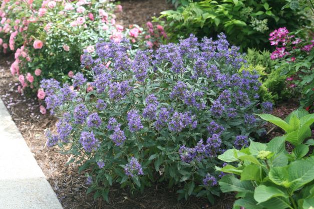 Caryopteris Beyond Midnight® (Bluebeard)