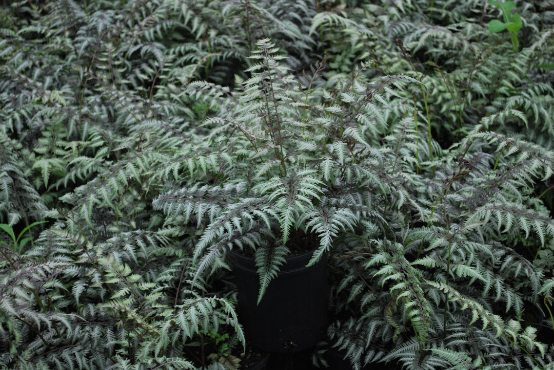 Japanese Painted Fern (Athyrium niponicum var. pictum)