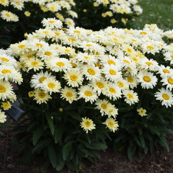 Leucanthemum Amazing Daisies® ‘Banana Cream II’ (Shasta Daisy)