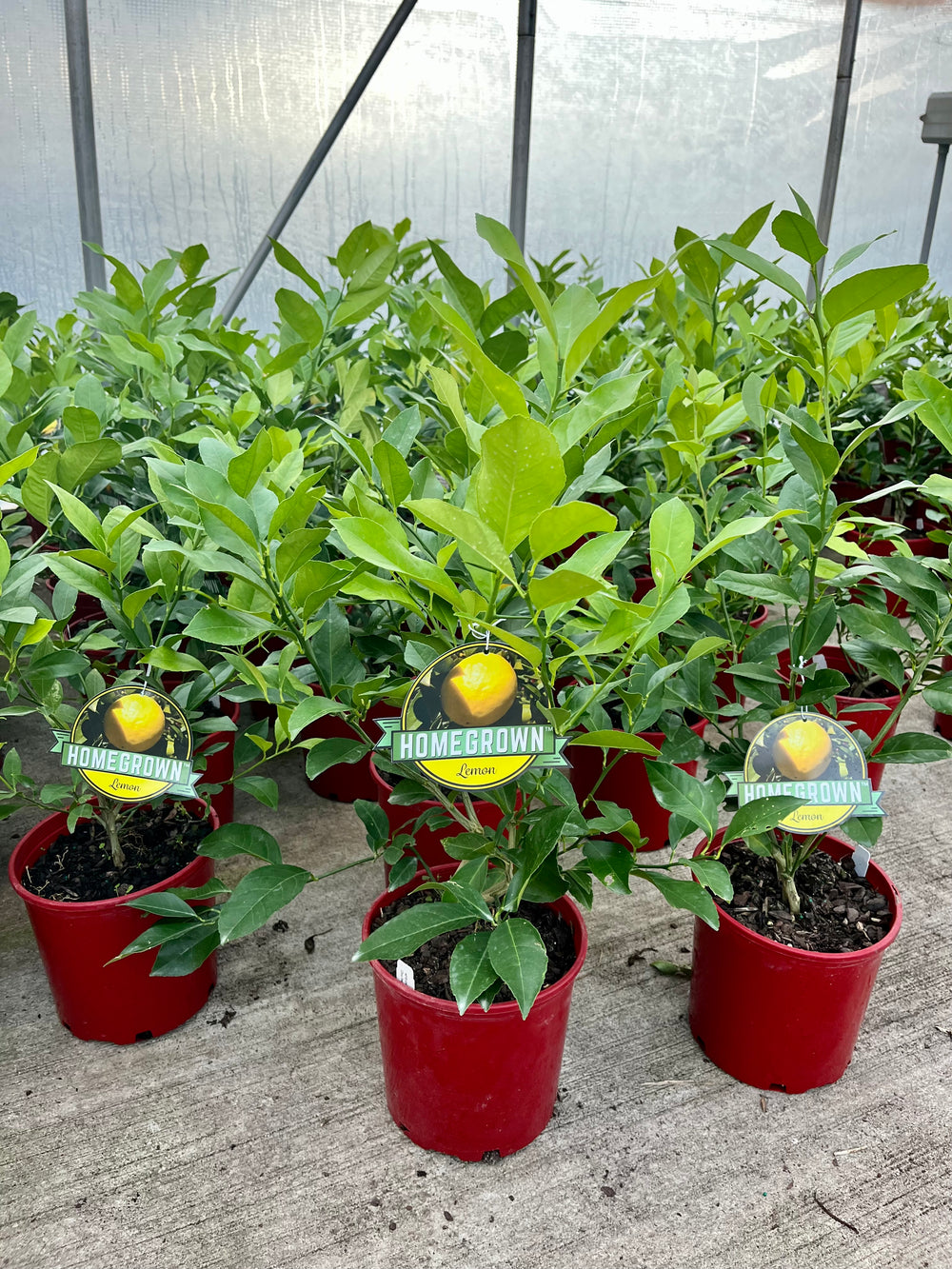 Meyer Lemon Shrub (Citrus limon 'Meyer')