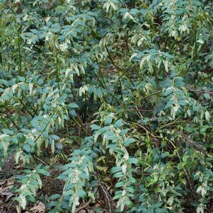 Leucothoe axillaris (Coastal doghobble)