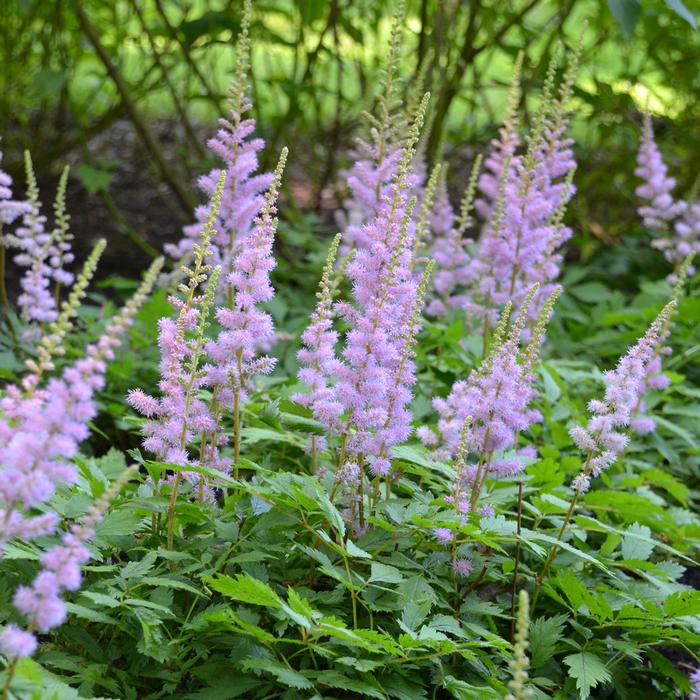 Astilbe chinensis 'Pumila' (False Spirea) perennial, purple flowers