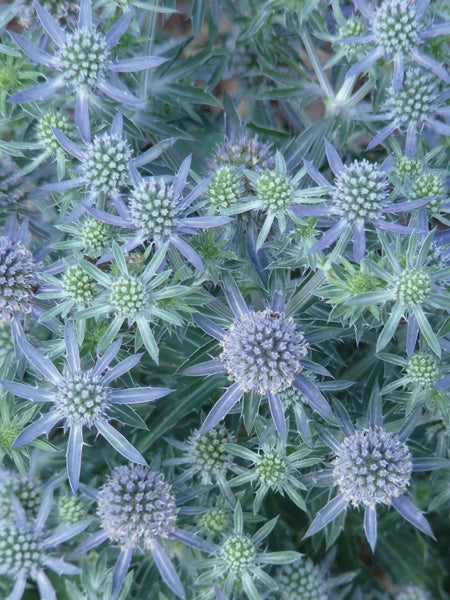 Sea Holly (Eryngium planum 'Blue Hobbit')