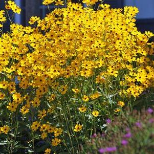 Swamp Tickseed (Coreopsis palustris 'Summer Sunshine')