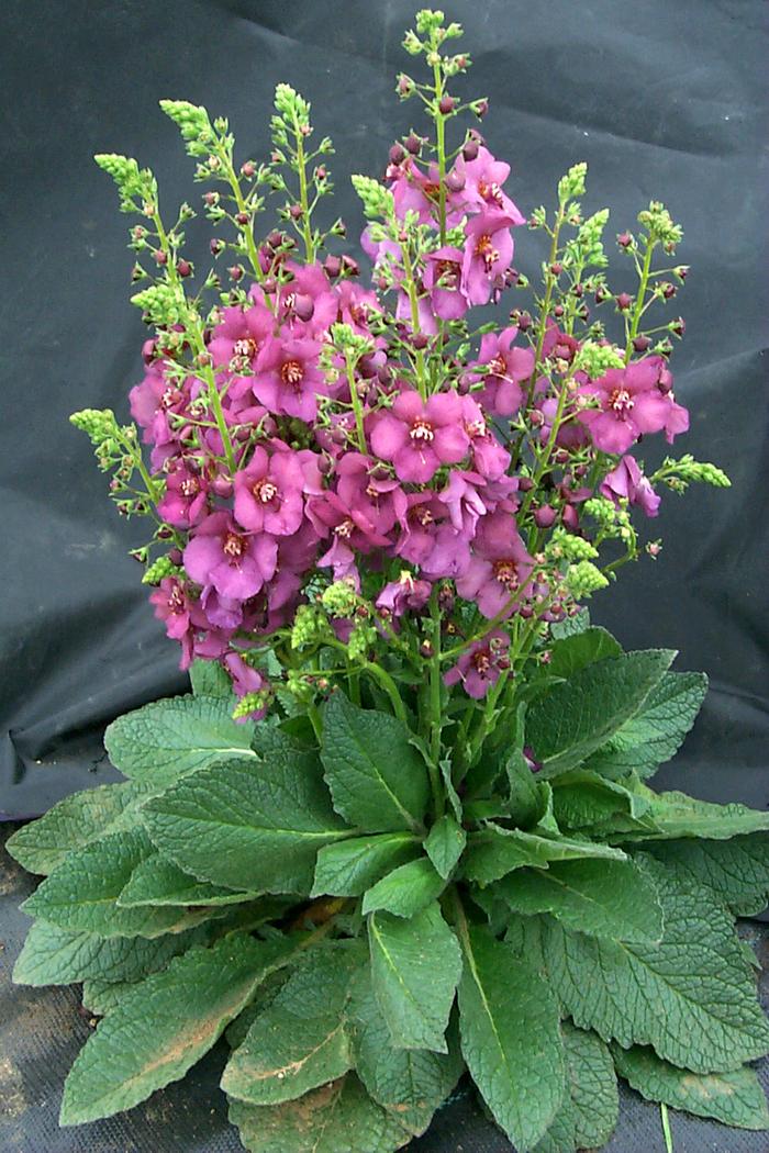 Verbascum x 'Plum Smokey' (Mullein)