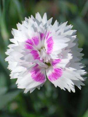 Dianthus Everlast™White + Eye (Garden Pinks), white flowers