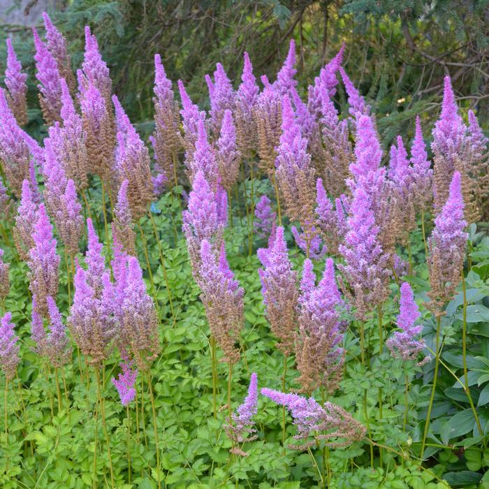 Astilbe taquetii 'Purple Candles' (False Spirea), purple flowers