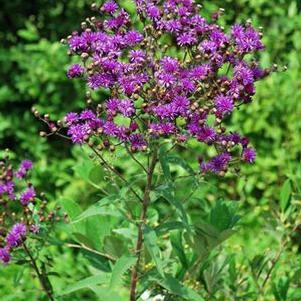 New York Ironweed (Vernonia noveboracensis)