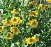 Helenium autumnale Mariachi ™'Sombrero' (Helen's Flower, Sneezeweed)