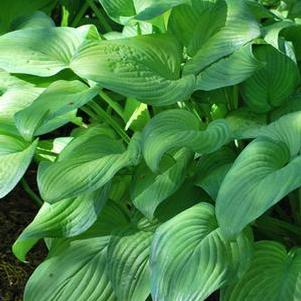 Hosta x 'Guacamole' (Plantain Lily)