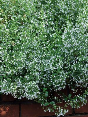 Calamintha nepeta 'White Cloud' (Calamint)