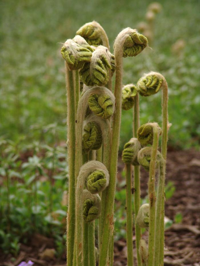 Cinnamon Fern (Osmunda cinnamomea)