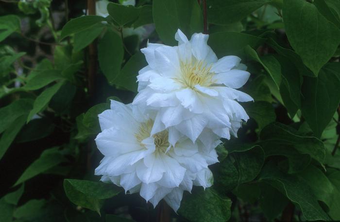 Clematis hybrid 'Duchess of Edinburgh' (Hybrid Clematis), white flowers