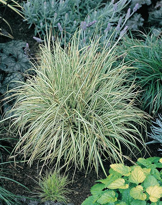 Variegated Sweet Flag (Acorus gramineus 'Variegatus')