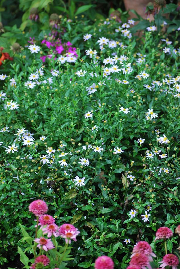 False Aster (Kalimeris incisa 'Blue Star')