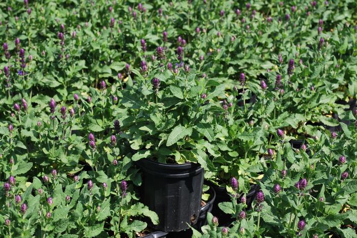 Salvia nemorosa 'Blue Marvel' (Sage)