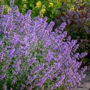 Nepeta x faassenii 'Cat's Meow' (Catmint)