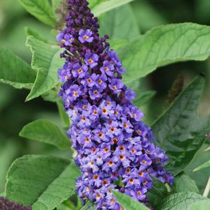 Buddleia Pugster Blue® (Butterfly Bush), blue flowers