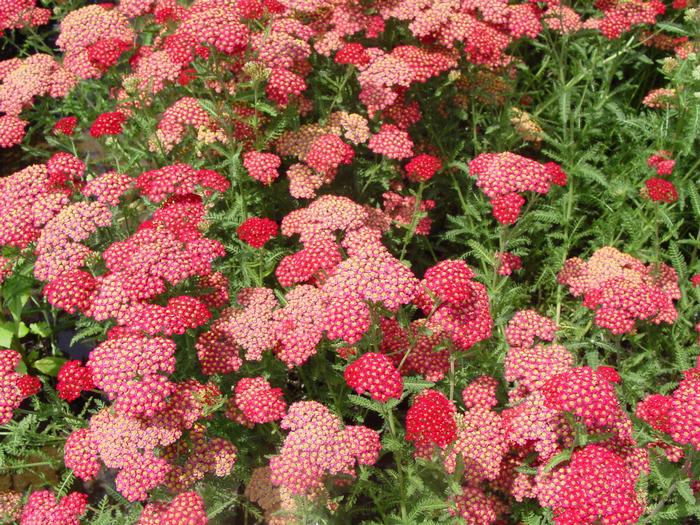 Achillea millefolium Paprika (Yarrow) perennial