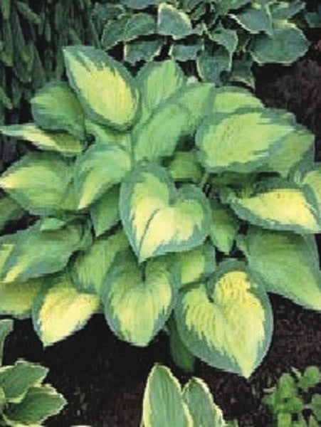 Hosta x 'Paul's Glory' (Plantain Lily)