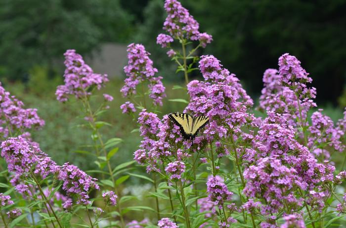 Phlox paniculata 'Jeana' (Summer Phlox)