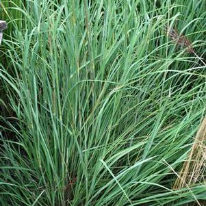 Big Bluestem (Andropogon gerardii), grass